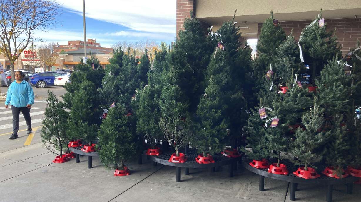 A shopper passes by a display of Christmas trees outside the main entrance to a grocery store Nov. 16 in southeast Denver. Add Christmas trees to the list of items facing shortages and higher prices this year.