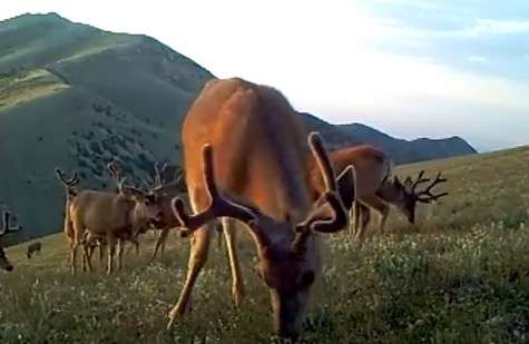 An image of bucks eating grass on a mountain in Utah captured from a trail camera in August 2021.