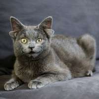 Ear-resistable Turkish cat Midas becomes internet sensation