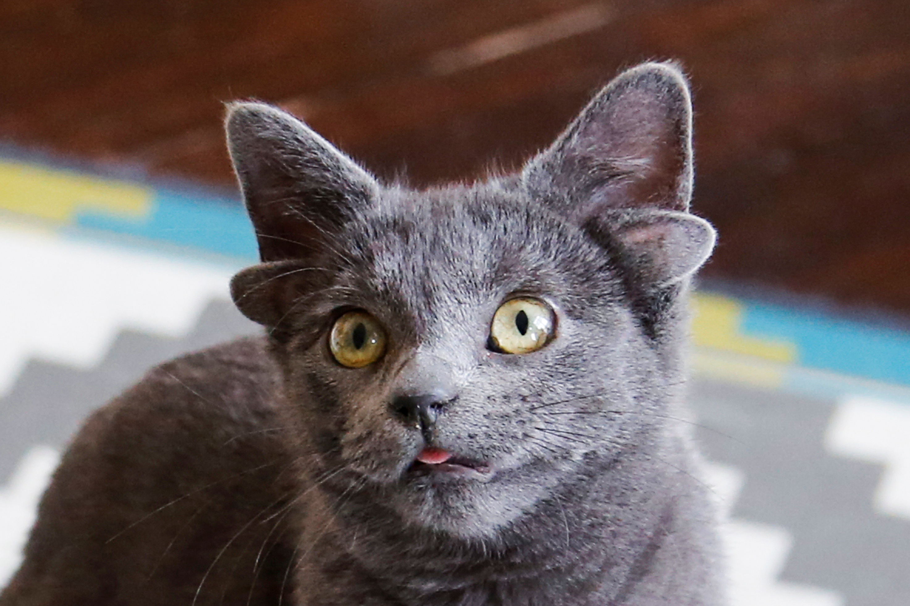 Midas, a four-month-old kitten born with four ears, is pictured at her home in Ankara, Turkey, on Nov. 19.