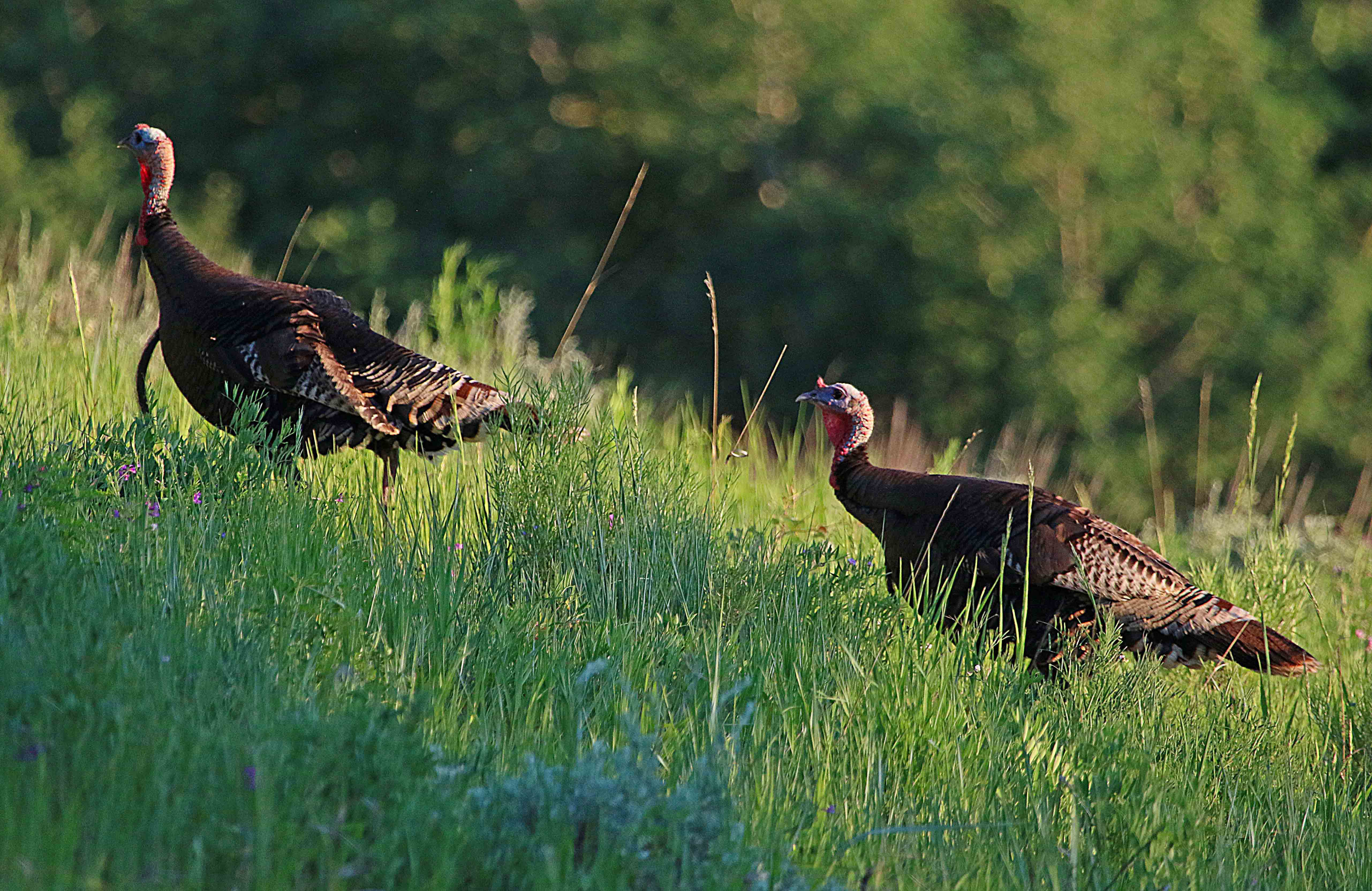 Turkeys walk around in northern Utah in 2016. Applications for Utah's limited-entry turkey hunt open on Wednesday next week.