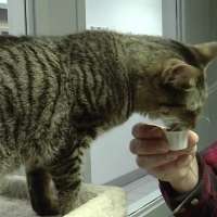 County delivers Thanksgiving dinner to Utah's homeless pets