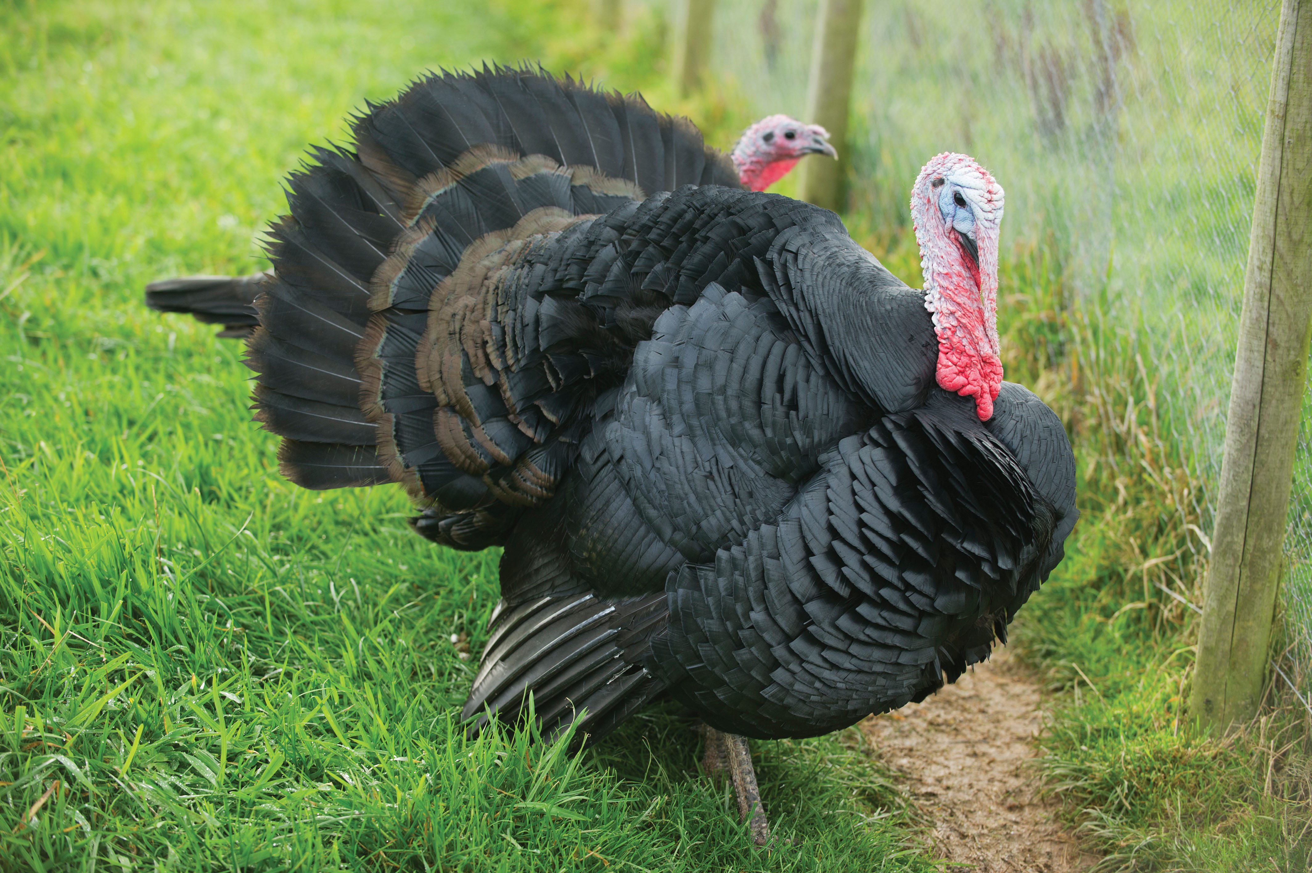 Thanksgiving is past and most turkey leftovers are on their last leg, but that doesn't mean we're done with turkeys.