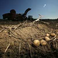 Researchers try producing potato resistant to climate change