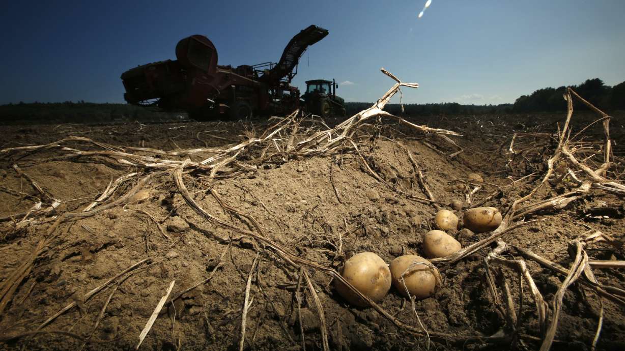 Potatoes await harvesting at Green Thumb Farms, Sept. 27, 2017, in Fryeburg, Maine. University of Maine researchers are trying to produce potatoes that can better withstand warming temperatures as the climate changes.