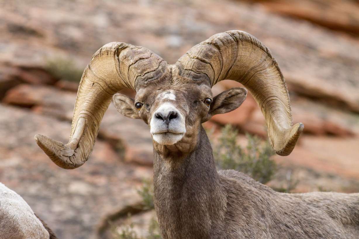 A desert bighorn sheep at Zion National Park on Sept. 1, 2016. Utah wildlife biologists estimate there are about 1,500 desert bighorn sheep currently in the state.