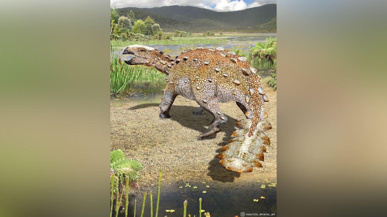 This illustration shows a Stegouros. Fossils found in Chile are from the bizarre dog-sized dinosaur species that had a unique slashing tail weapon, scientists reported Wednesday.