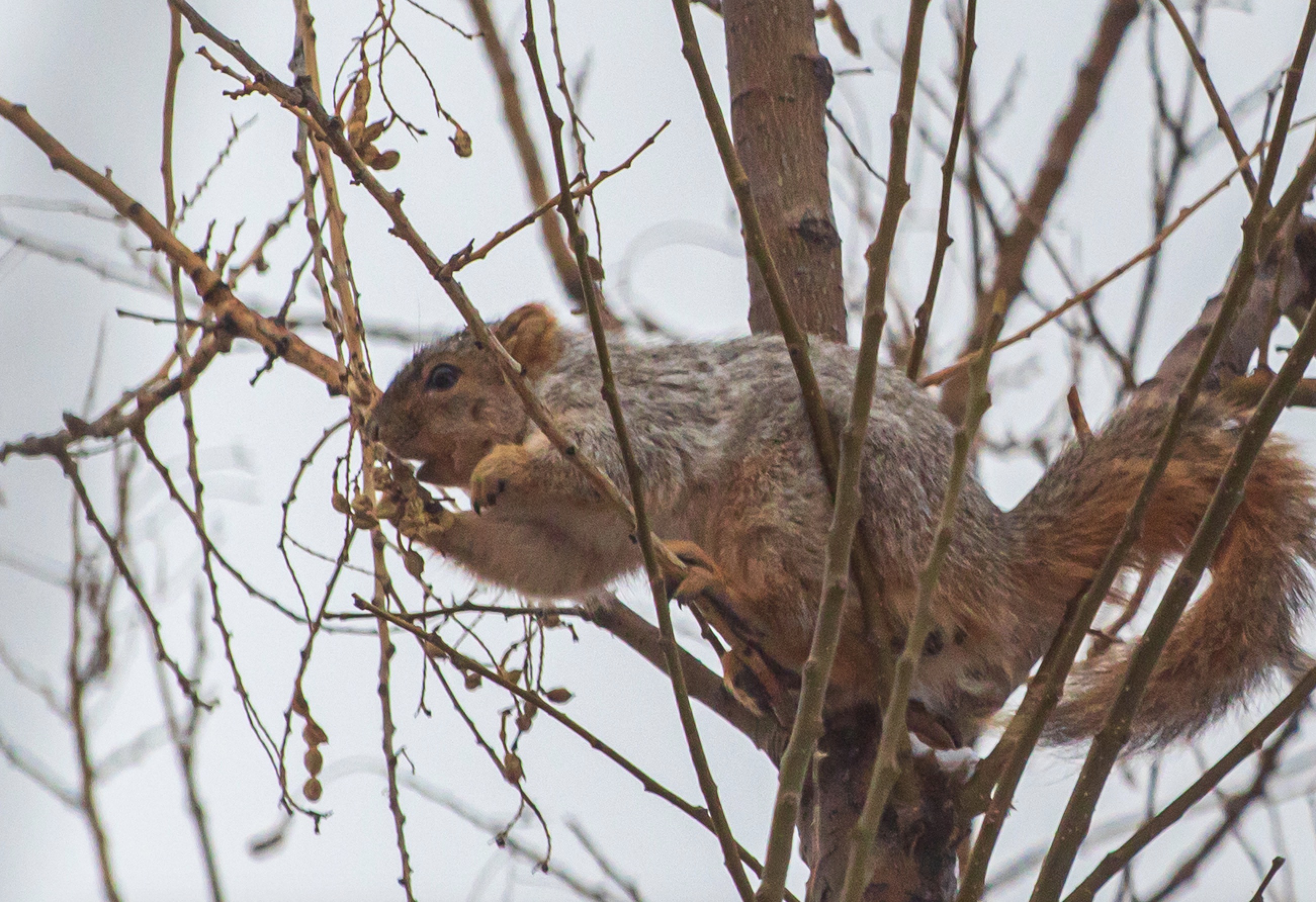 A fox squirrel reaches for food to eat on a tree in Salt Lake City on March 28, 2020. The species was first discovered in Utah 10 years ago and is the focus of an ongoing study by researchers at the Natural History Museum of Utah.