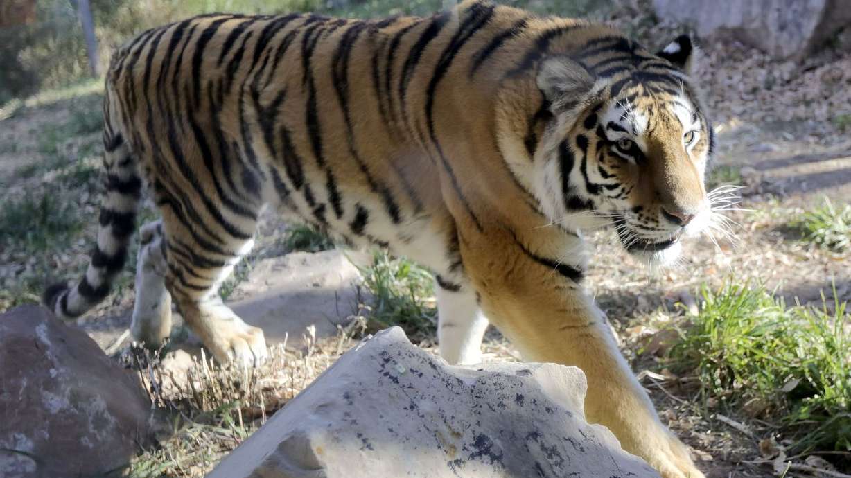 Sasha, a 2-year-old Amur tiger, moves around her new habitat at Utah’s Hogle Zoo in Salt Lake City on Thursday. Sasha recently came from the Rolling Hills Zoo in Kansas.