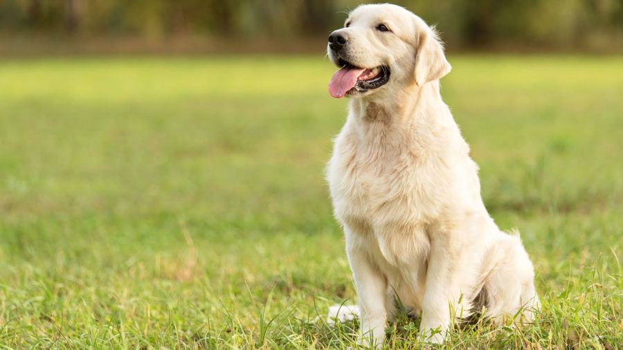 The Humane Society of Utah and Salt Lake County animal service are warning the public about the distemper virus after a rise in cases.