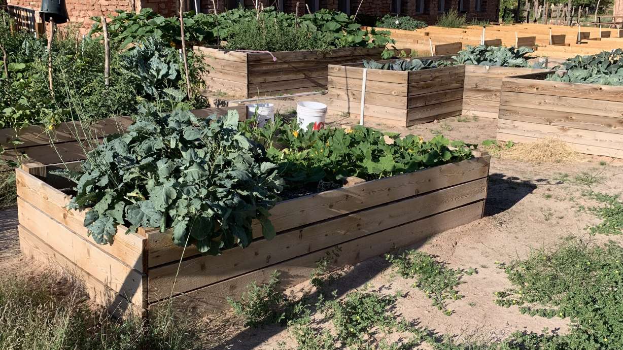 Garden boxes at a Utah State University Extension incubator farm in Bluff. USU Extension has received a grant to fund programs that will enhance farming opportunities for refugee and Native American farmers in Utah.