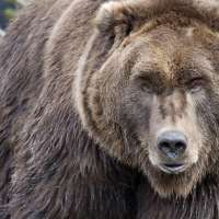 How will the grizzly bear fare under the Biden administration?