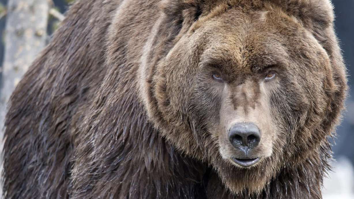 Montana officials want the Biden administration to lift protections on the bears.