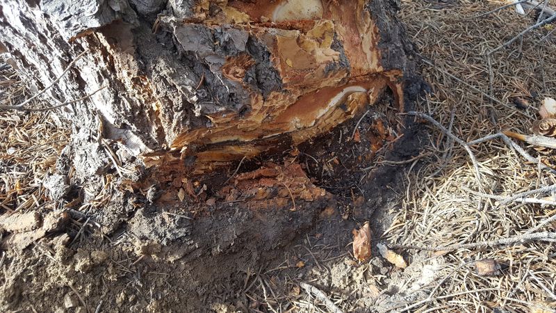 A tree shows the Armillaria ostoyae
fungus.