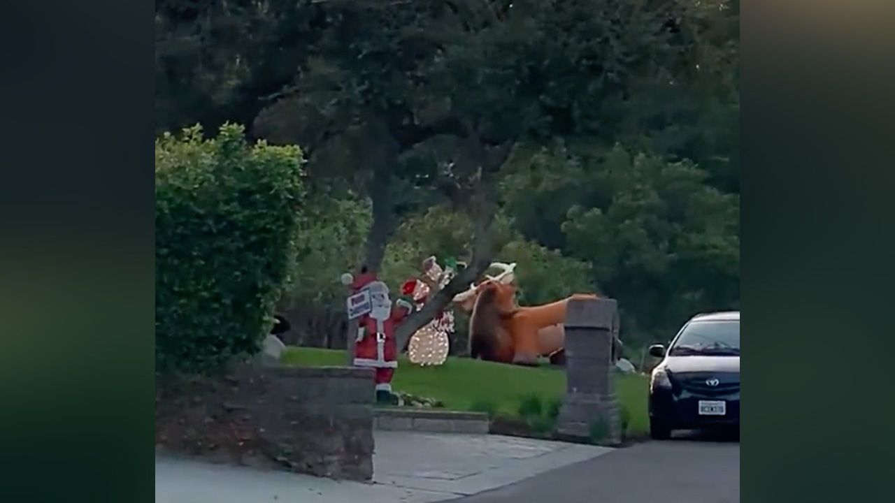 Cellphone video shows a bear attacking a large, inflatable reindeer in someone's front yard in Los Angeles.