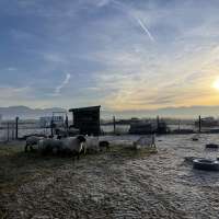Refugees in Utah create self-sustaining goat farm to support refugee community