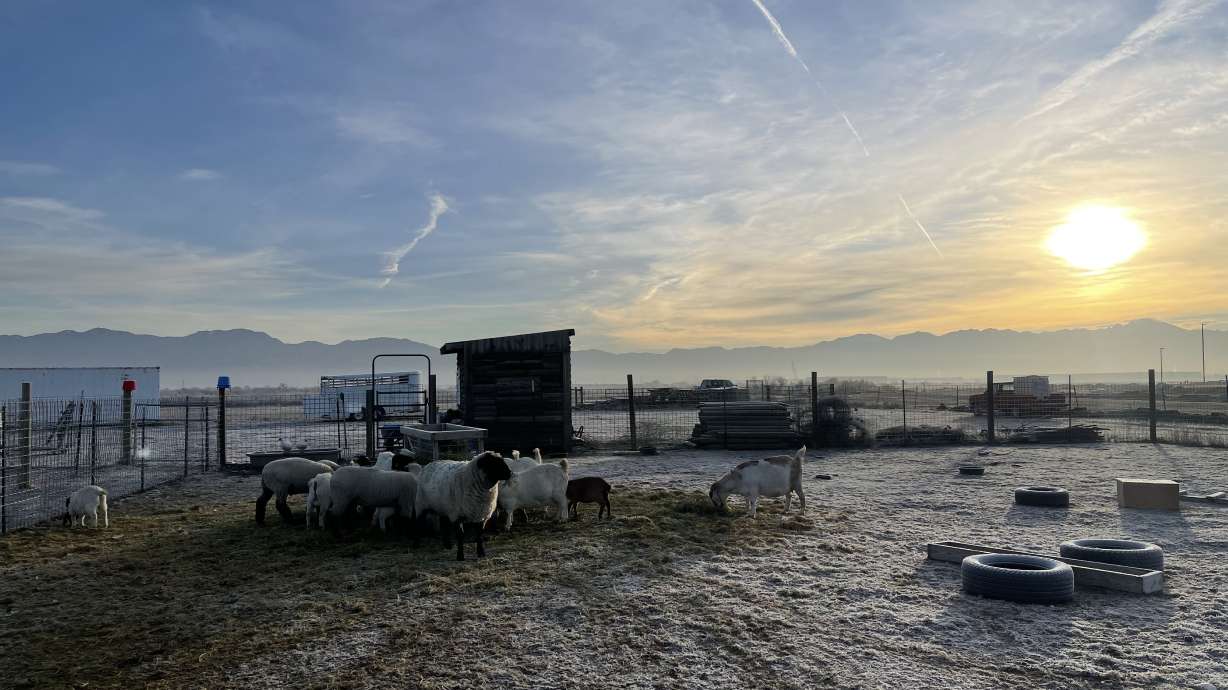 Goats graze on the farm operated by Utah Refugee Goats. Located just outside Salt Lake City, the farm is serving and employing refugees as they continue to create a new life here in Utah.