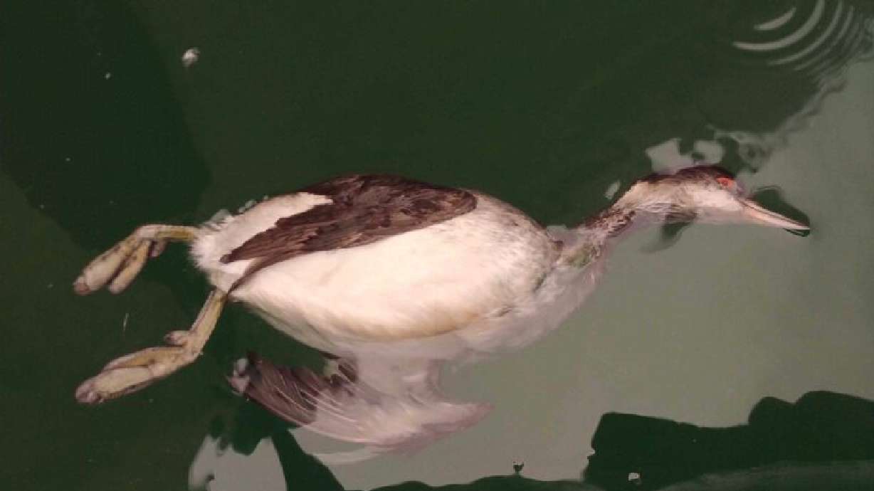 Several species were represented among the dead birds found in the lake, including Western Grebe, Clark’s Grebe and Eared Grebe in Washington County, Thursday.