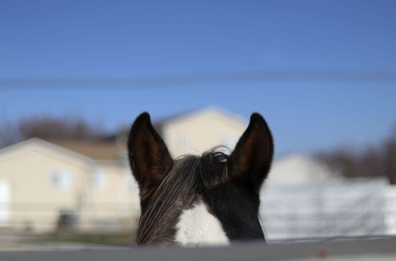 A horse is photographed in a Riverton neighborhood on
Friday, Dec. 3, 2021.