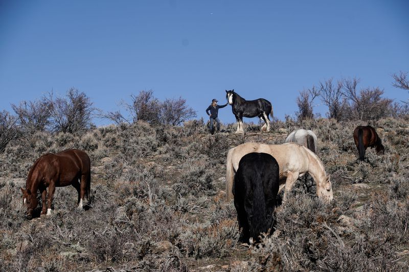 Kris Getzie, owner of 8D Ranch, accompanied by her
horse, Clydsedale, stands on a hill as her other horses graze in a
field at her ranch in Oakley, Summit County, on Thursday, Dec. 2,
2021. Horse property in Utah and the West is an increasingly rare
and valuable commodity as it becomes more and more scarce under
growth and development pressures, especially in today’s wild
housing market.