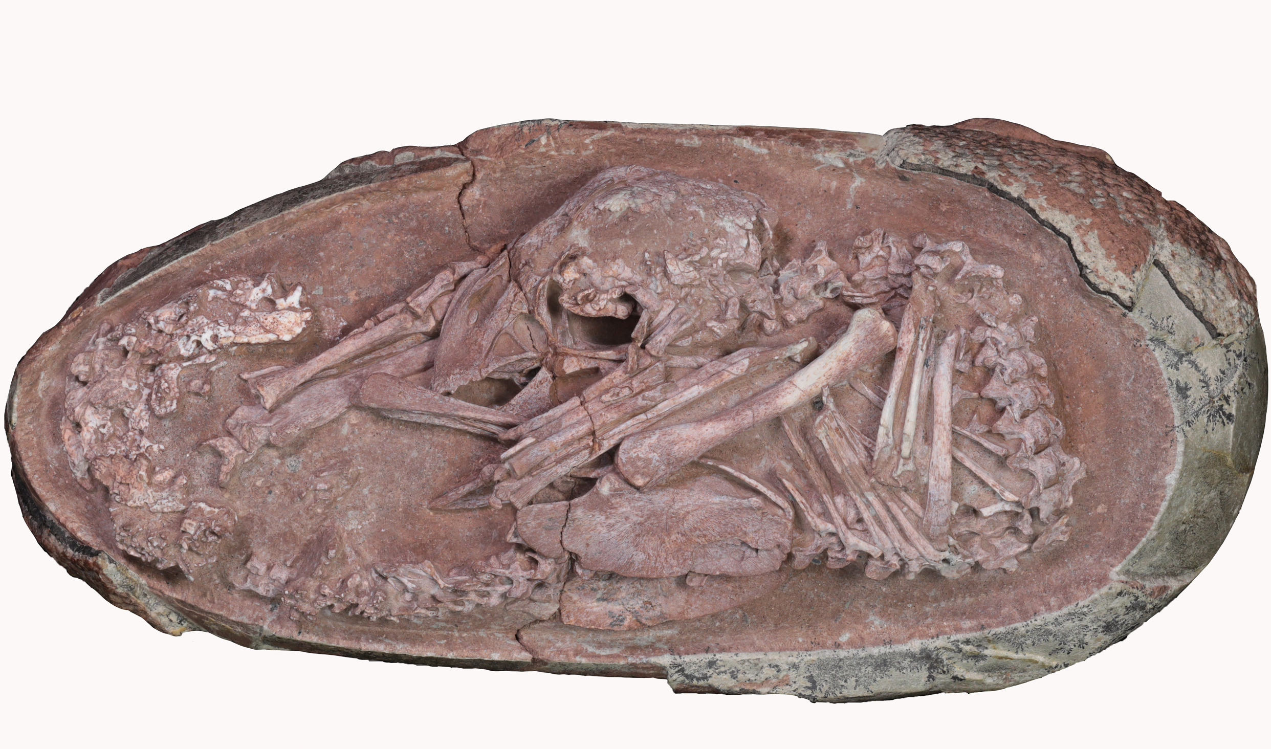 A perfectly preserved baby dinosaur was discovered curled up inside its egg. Embryonic dinosaur bones are small and fragile and are only very rarely preserved as fossils making this a very rare find.