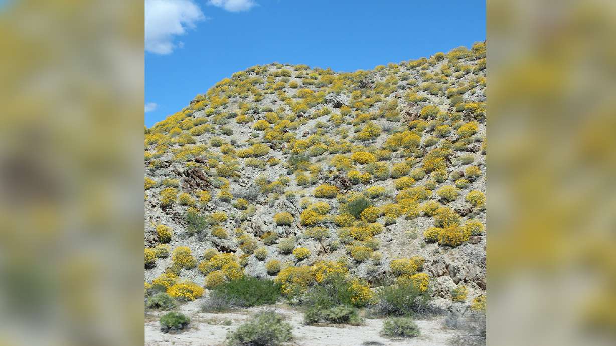 An undated photo of a hillside of brittlebush in flower during a relatively wet year for the Mojave Desert. A new study co-led by Utah researchers found the plant has adapted to the West's "megadrought" by conserving water.