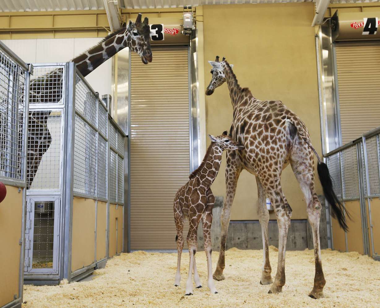 Riley, left, stands by his offspring Willow, and her mother, Pogo, at Hogle Zoo in Salt Lake City, Jan. 19, 2016. Riley died Thursday at the age of 18, according to the zoo.