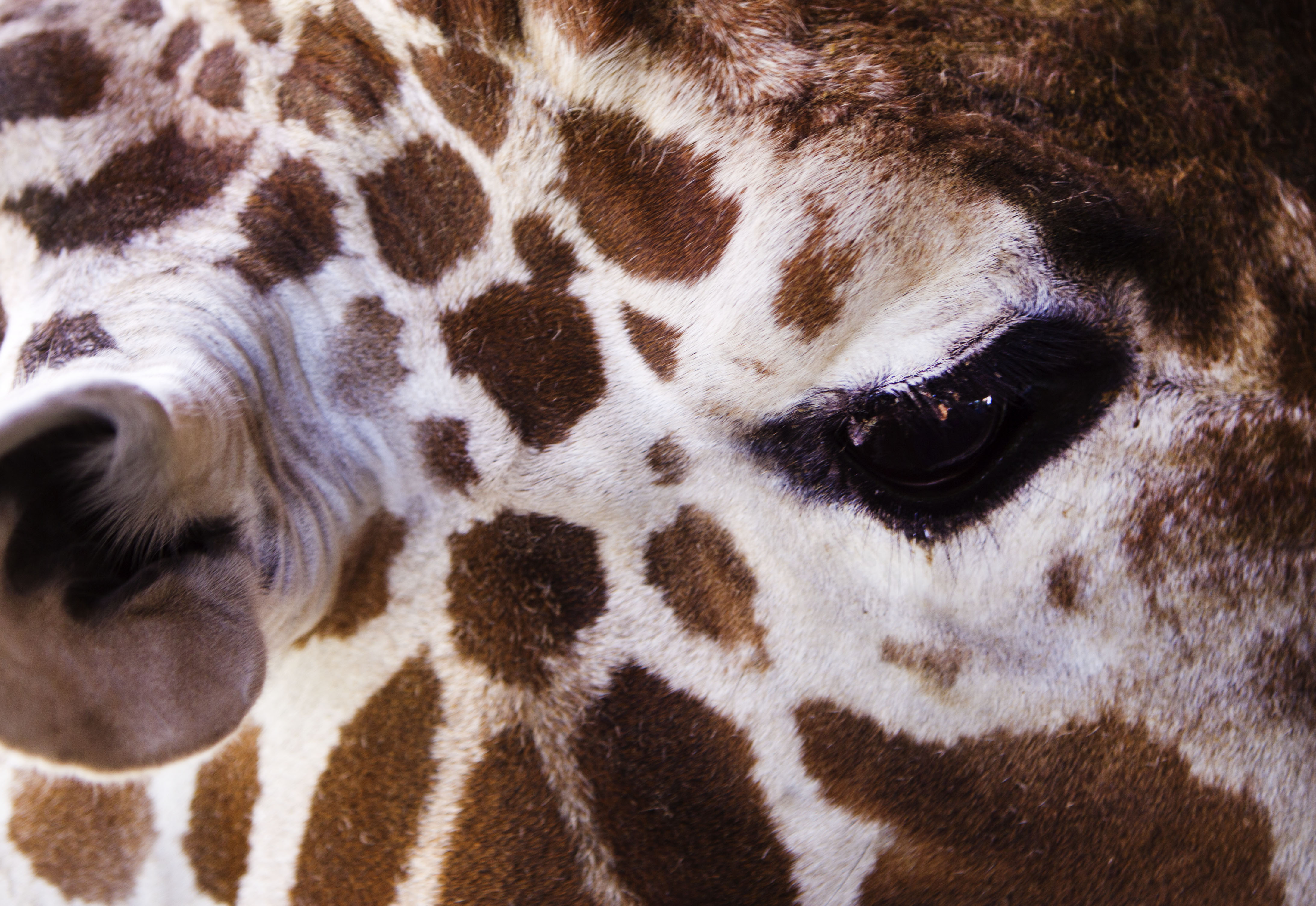 Riley the giraffe waits to eat more lettuce during a public feeding at Utah's Hogle Zoo in Salt Lake City, July 12, 2017. He died Thursday at the age of 18, according to the zoo.