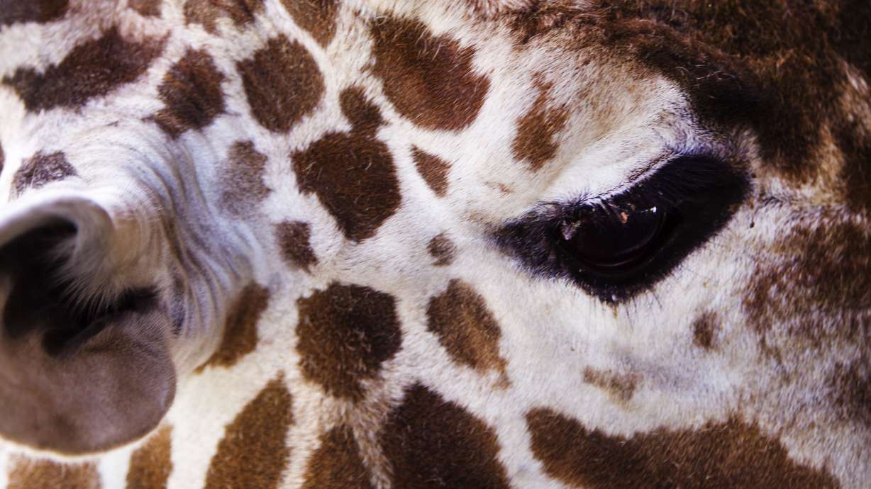 Riley the giraffe waits to eat more lettuce during a public feeding at Utah's Hogle Zoo in Salt Lake City, July 12, 2017. He died Thursday at the age of 18, according to the zoo.