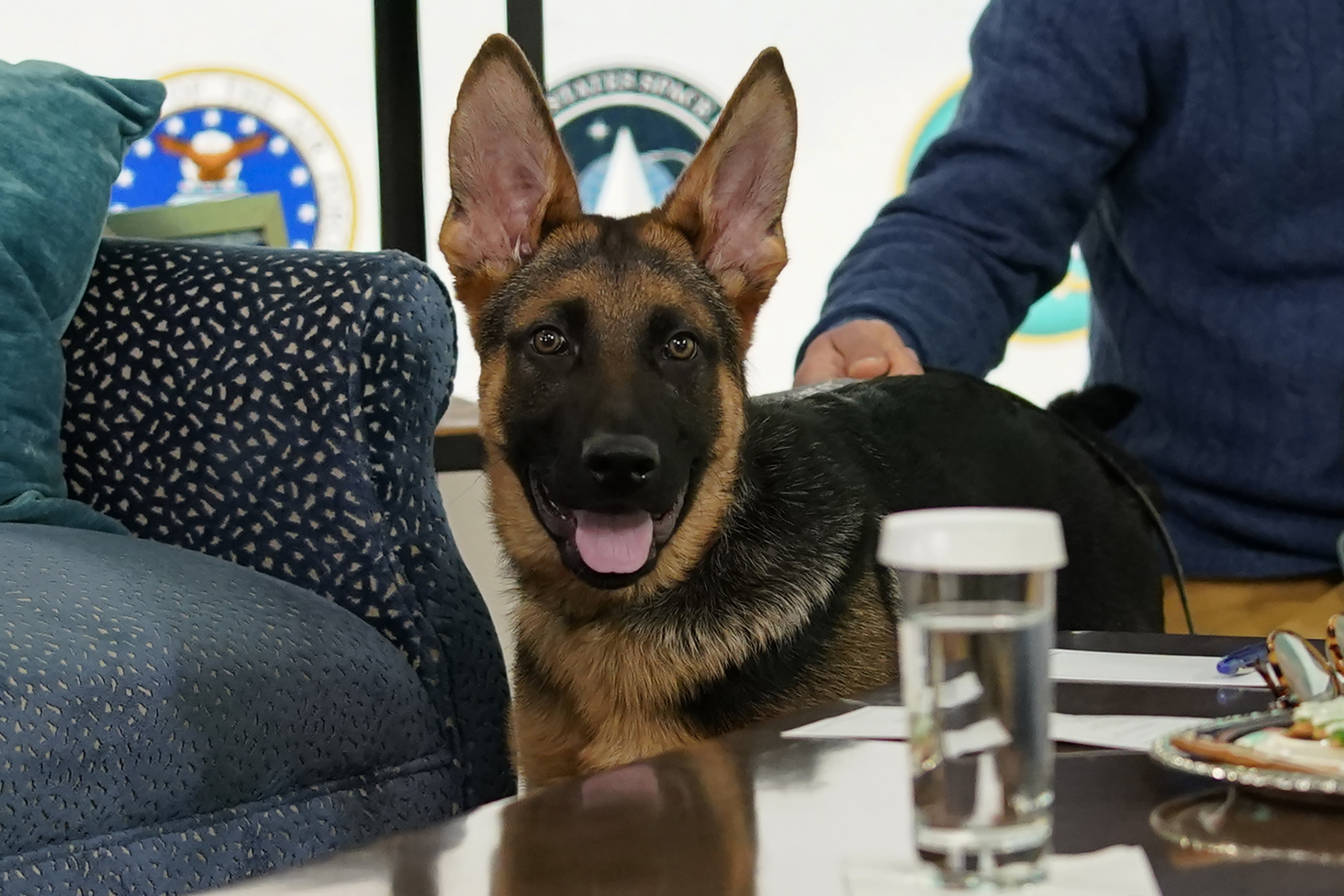 President Joe Biden, and first lady Jill Biden's new dog Commander, a purebred German shepherd puppy, arrives a little early to meet virtually with service members around the world, Saturday, in the South Court Auditorium on the White House campus in Washington, to thank them for their service and wish them a Merry Christmas.
