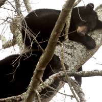 Have You Seen This? Mama bear, 3 cubs climb tree, take nap in urban Virginia