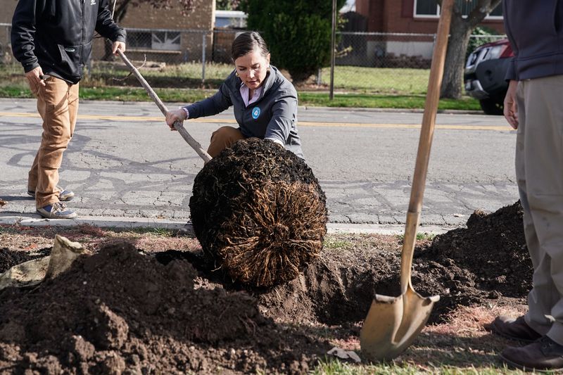 Salt Lake City Mayor Erin Mendenhall plants a tree,
capping off her 1,000 Trees Initiative for 2021, at Mountain View
Elementary School in Salt Lake City on Nov. 15,
2021.