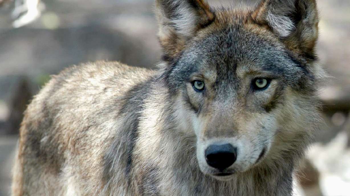 A gray wolf is pictured at the Wildlife Science Center in Forest Lake, Minn., on July 16, 2004. Utah Division of Wildlife Resources say a hunter recently found a dead animal near Duchesne that is either a wolf or wolf hybrid.