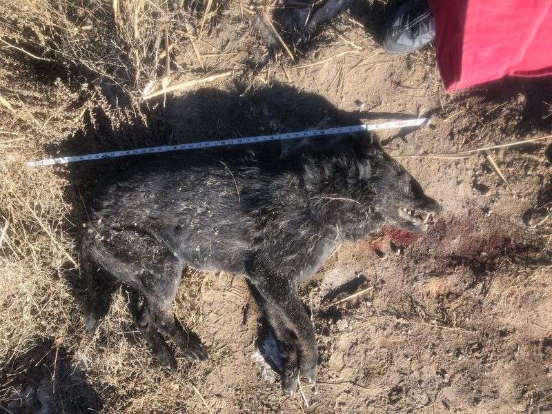 An animal that wildlife officials say could be a wolf or a wolf hybrid is pictured dead on the side of U.S. Route 40 near Duchesne on Tuesday. The carcass will undergo testing to determine whether it is a wolf or a hybrid.