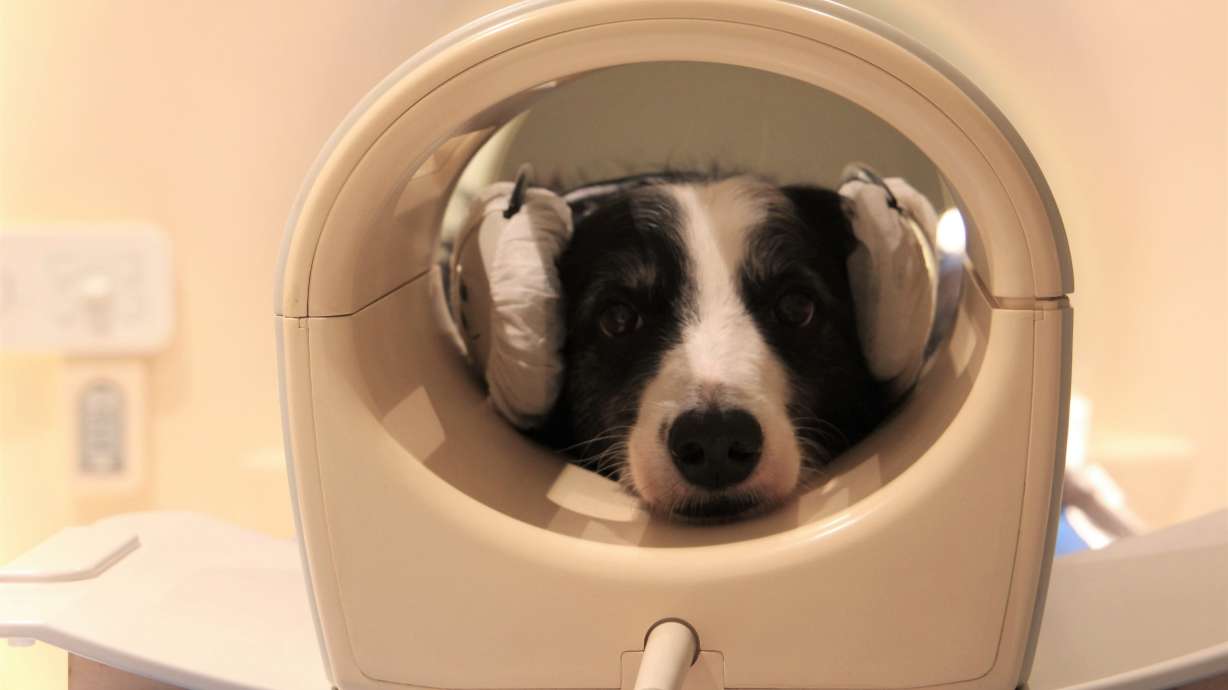 New research finds dog brains can detect speech and show different activity patterns to a familiar and an unfamiliar language.