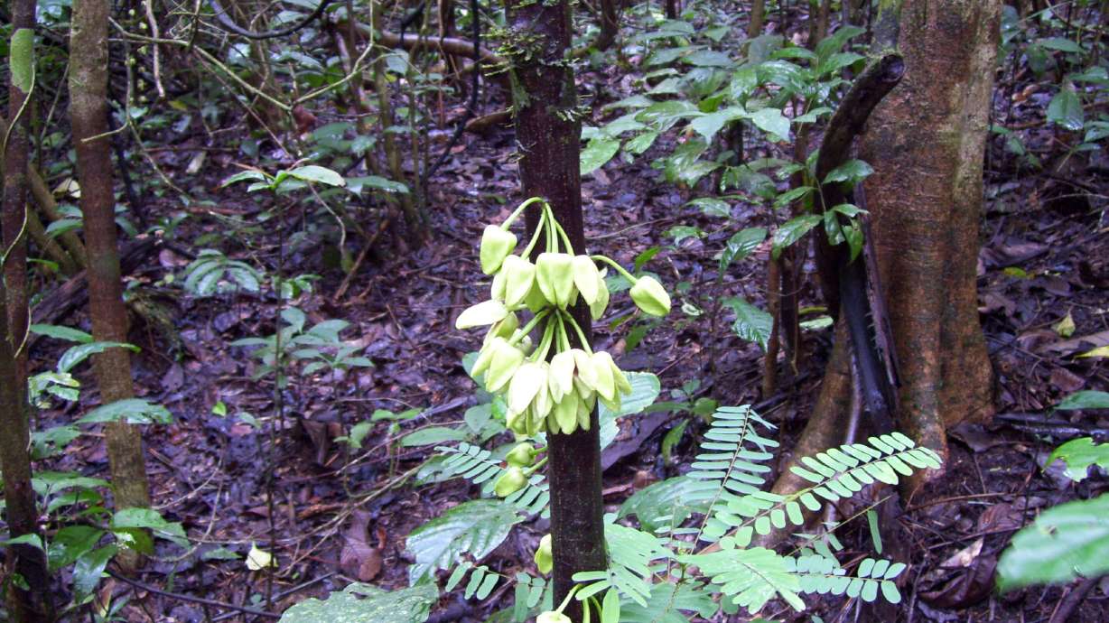 The uvariopsis dicaprio belongs to the ylang-ylang family. It is four meters tall, and has bouquets of yellow and green flowers on the trunk.