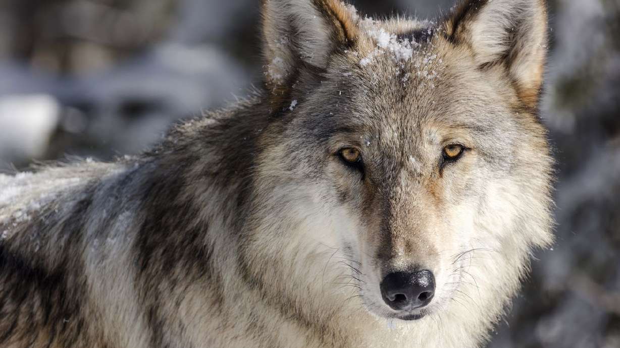 This Nov. 7, 2017, file photo provided by the National Park Service shows a wolf in Yellowstone National Park, Wyo.