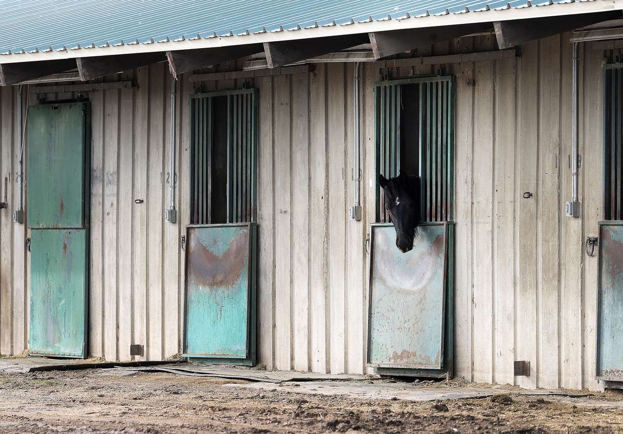 A horse is pictured at the Salt Lake County Equestrian Center in South Jordan on Friday. Utah State University will assume ownership of the center after years of debate over the viability of the facility.