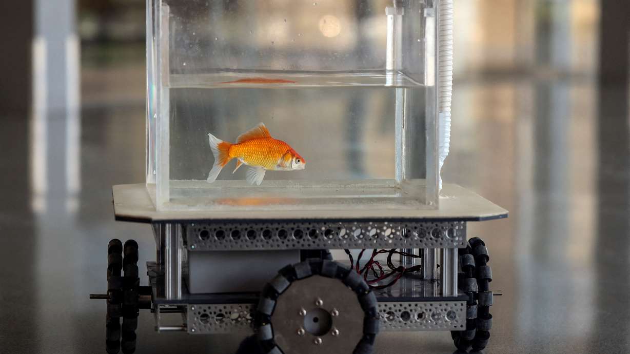 A goldfish navigates on land using a fish-operated vehicle developed by a research team at Ben-Gurion University in Beersheba, Israel, Thursday.
