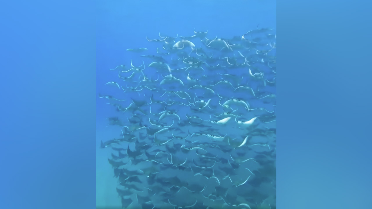 Have You Seen This? The mesmerizing beauty of a fever of rays.