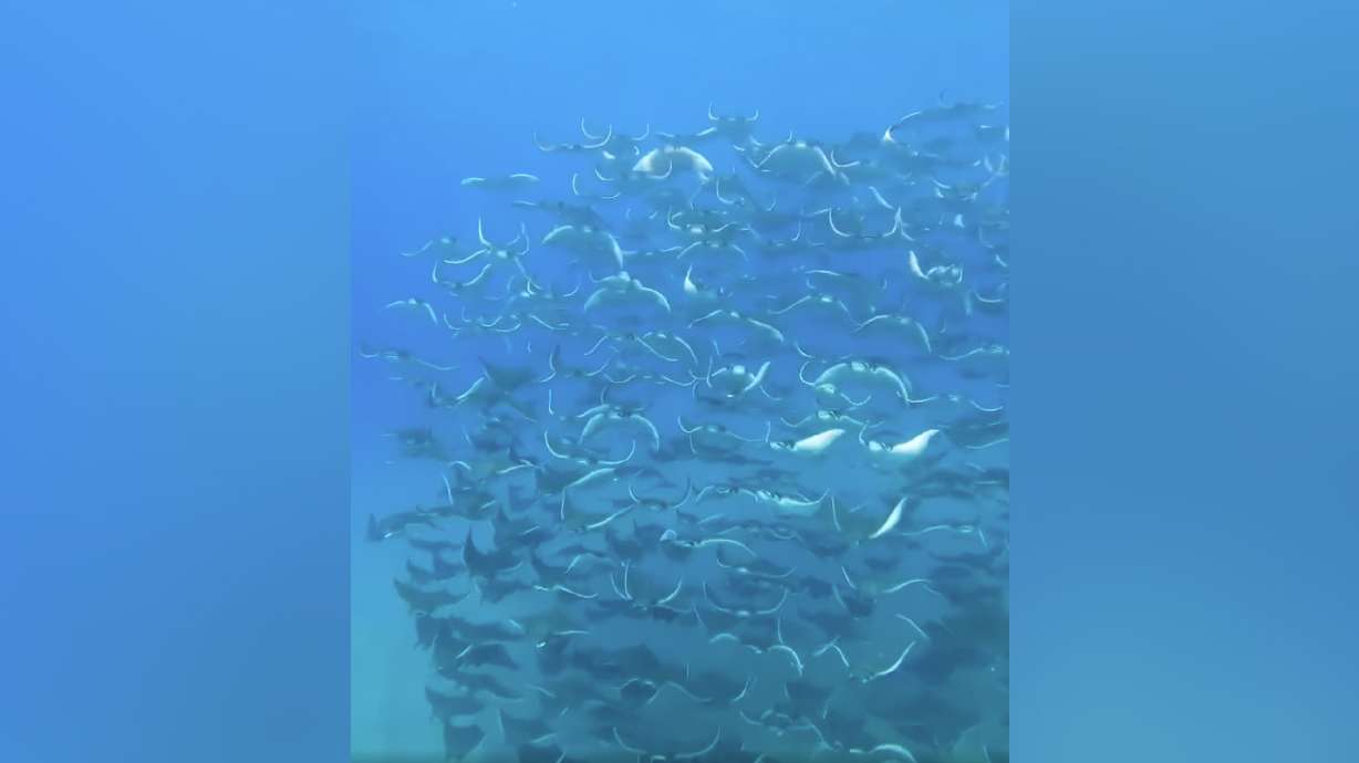 Have You Seen This? The mesmerizing beauty of a fever of rays | KSL.com