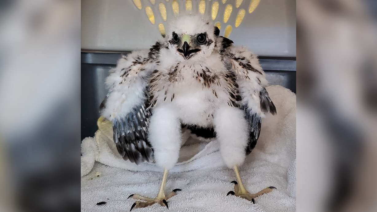 An undated photo of a young Cooper's hawk that was treated at the Wildlife Rehabilitation Center of Northern Utah in 2021. Center officials said the bird was discovered after it jumped from its nest too early in the extreme heat. It was released in the wild after it recovered at the center.