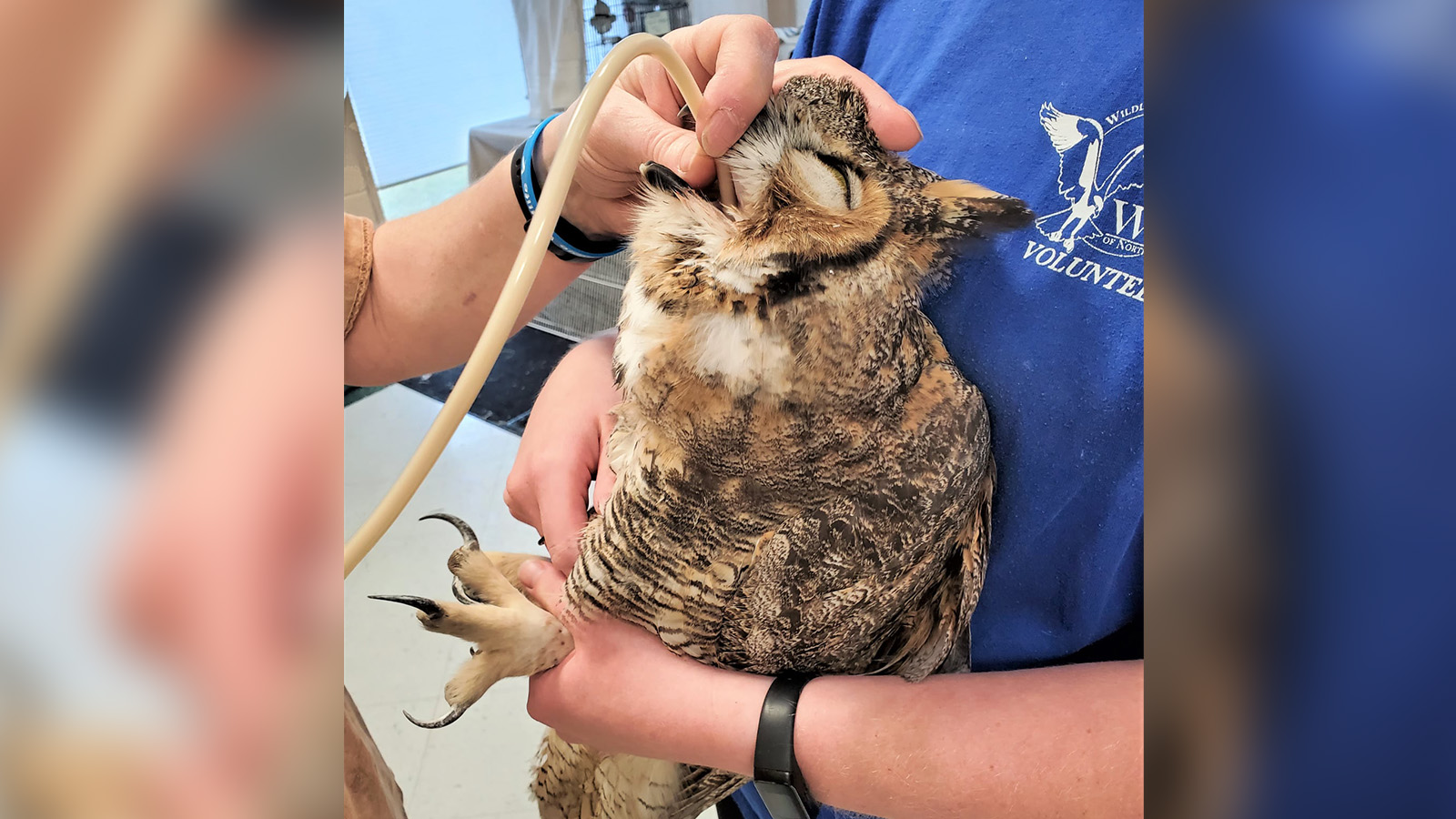 An undated photo of a great horned owl receiving treatment at the Wildlife Rehabilitation Center of Northern Utah in Ogden in 2021. The owl was one of 3,689 sick, injured or abandoned animals the center treated last year.