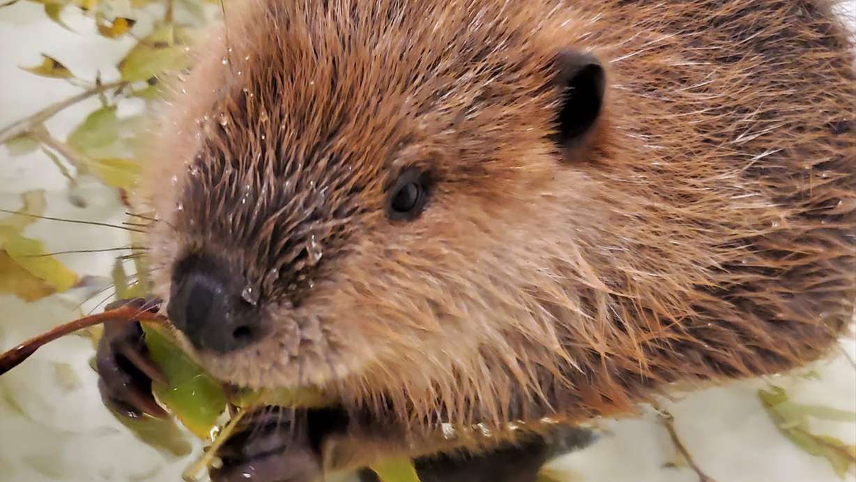 "Bee," a beaver kit nibbles on narrowleaf cottonwood leaves at the Wildlife Rehabilitation Center of Northern Utah in Ogden. The young creature was found abandoned in 2021 and is expected to be returned to wild in spring 2023.