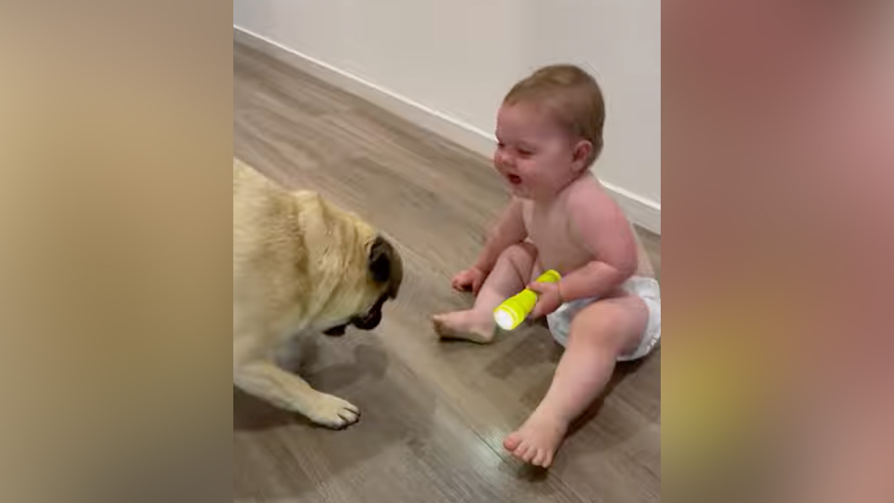 Have You Seen This? Baby can't stop laughing at her dog