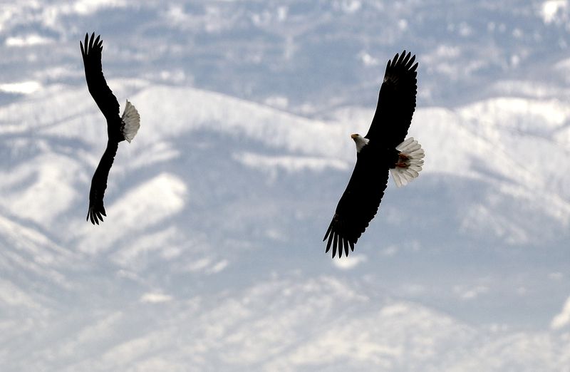 Bald eagles fly over Utah Lake near Utah Lake State Park in Provo on Thursday. Stakeholders gathered at
Utah Valley University this week to discuss the future of the lake,
including scientists, lawmakers, government officials and the
public.