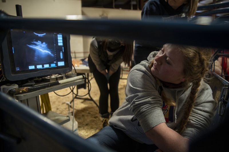 Tawney Barfuss, a sophomore vet student at Utah State
University, performs an ultrasound on a pregnant goat at the Animal
Science Farm in Logan on Thursday.