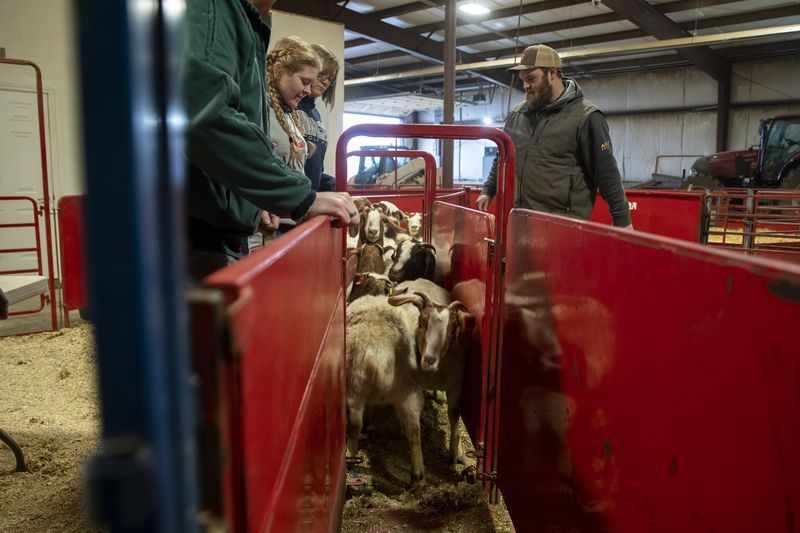 Pregnant goats get sorted into a pen before Dr. Rusty
Stott and his theriogenology students perform ultrasounds on the
pregnant goats in the Animal Science Farm at Utah State University
in Logan on Thursday.
