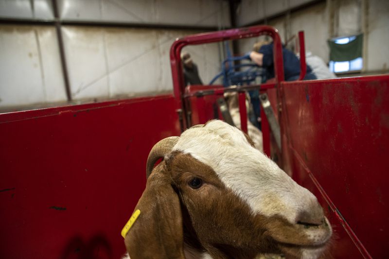 A pregnant goat is seen before getting an ultrasound in
the Animal Science Farm at Utah State University in Logan on
Thursday.