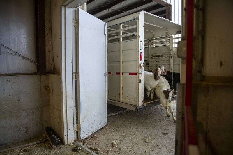 Goats run into the Animal Science Farm at Utah State
University before having ultrasounds in Logan on Thursday.